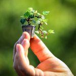 bonsai-4634224_1920 bonsai-4634224_1920